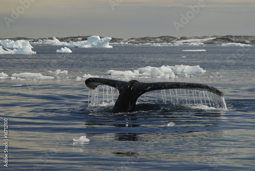 Whale tail