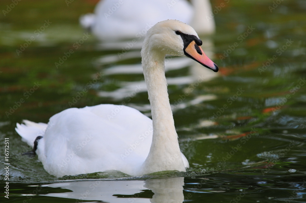 Schwan Schwan
