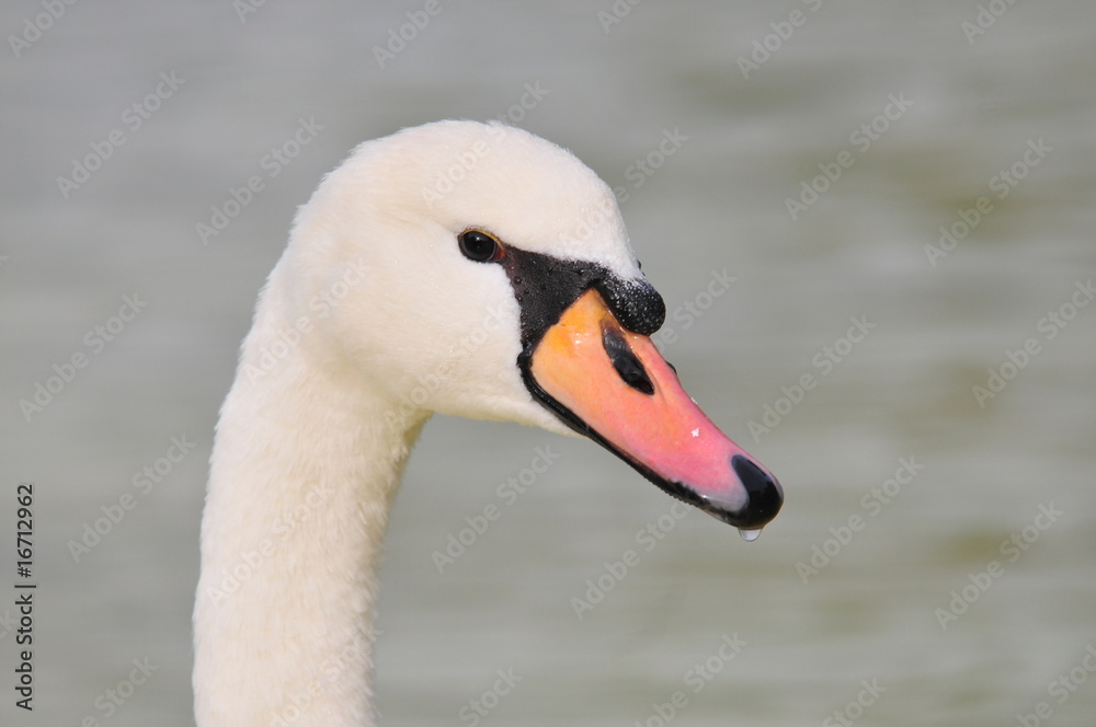 Schwan