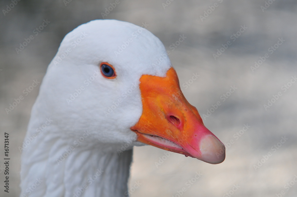 Gans Gans