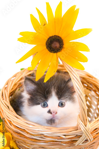 Fototapeta Naklejka Na Ścianę i Meble -  little kitten in a basket
