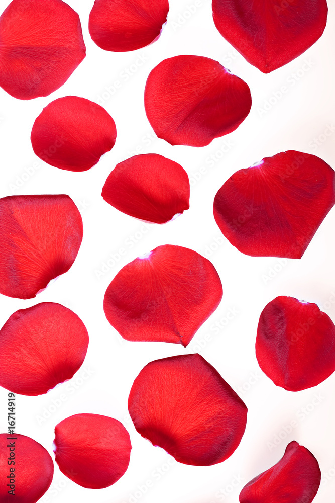 Fototapeta premium Red rose petals on white.