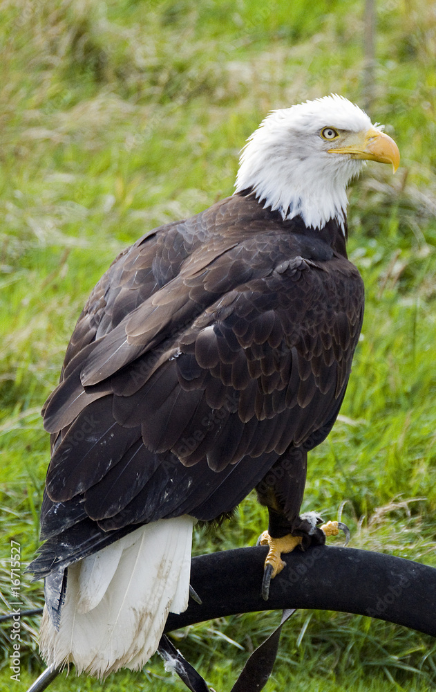 sea eagle sea eagle