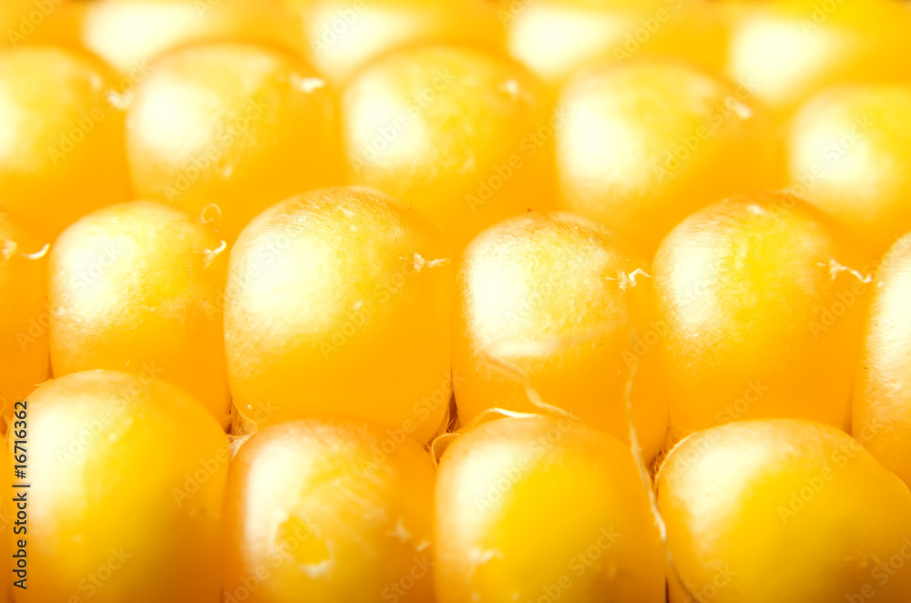 freshly harvested corn close up freshly harvested corn close up