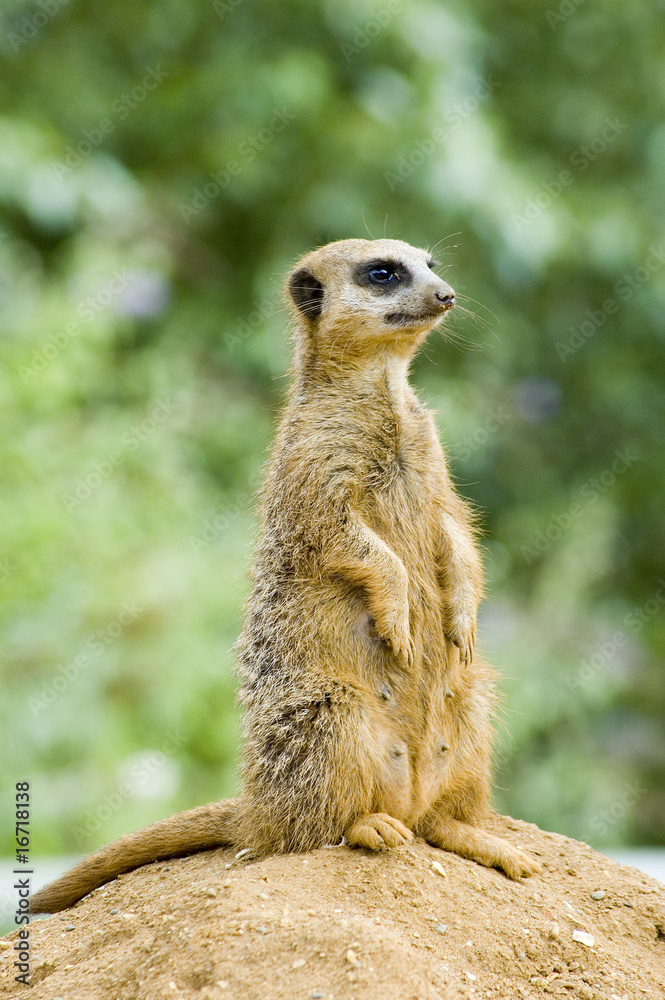 Meerkat on look out for danger Meerkat on look out for danger