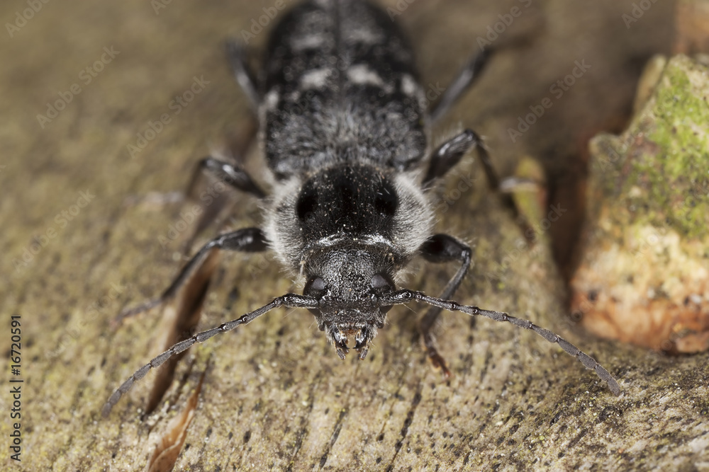 Old house borer (Hylotrupes bajulus) Macro photo.