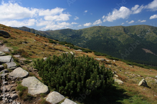 Fototapeta Naklejka Na Ścianę i Meble -  scrub pine in Low Tatras