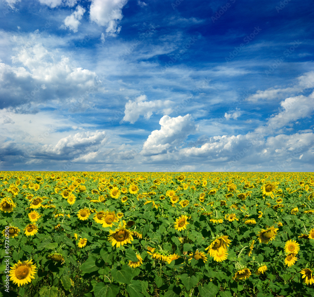 yellow relax sunflower field in predstorm weather