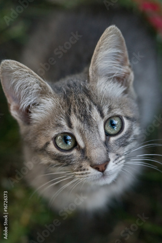 cat look © AGphotographer
