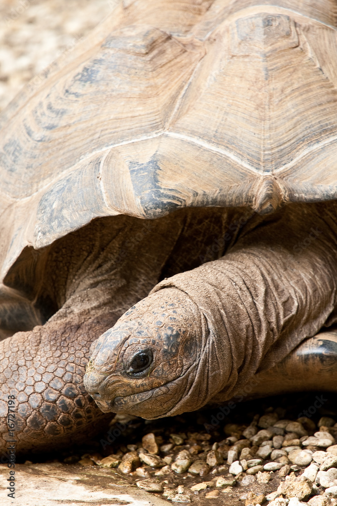 Fototapeta premium Giant Tortoise
