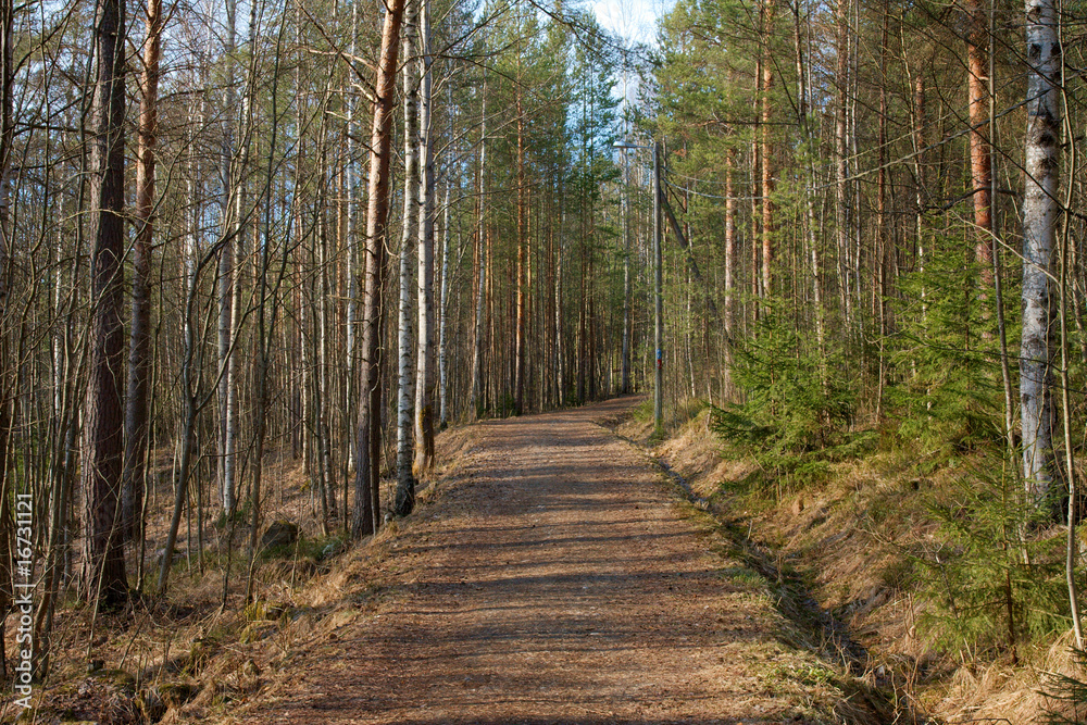 Fototapeta premium Path