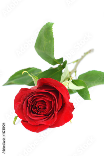 Red rose isolated