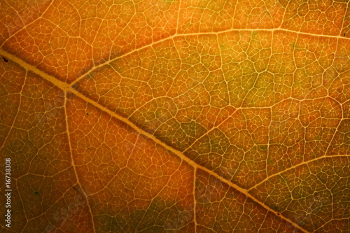 Golden apple leaf photo