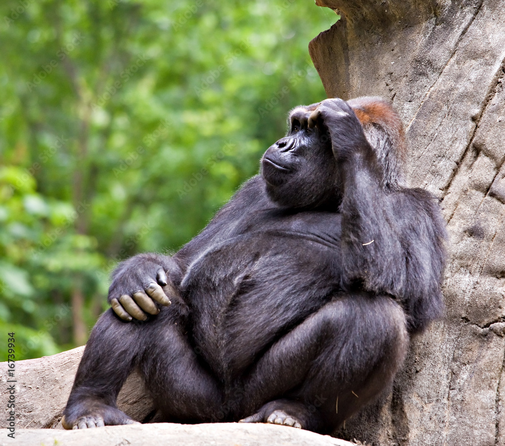 Naklejka premium Gorilla