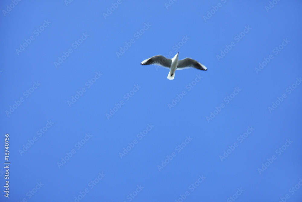 Obraz premium カモメ