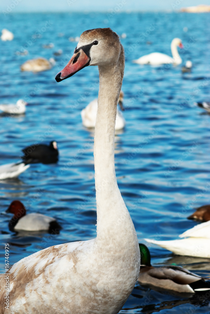 Obraz premium White swan.