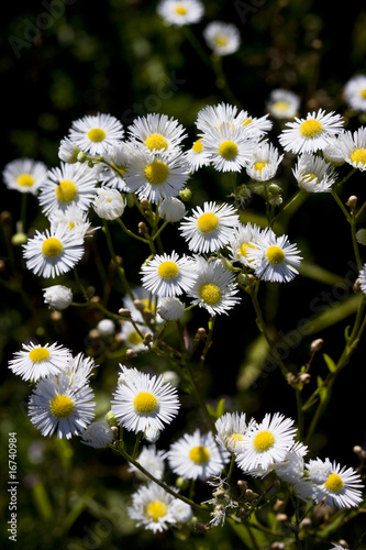 Beautiful nature and cultivated land on top of Manjaca mountain photo