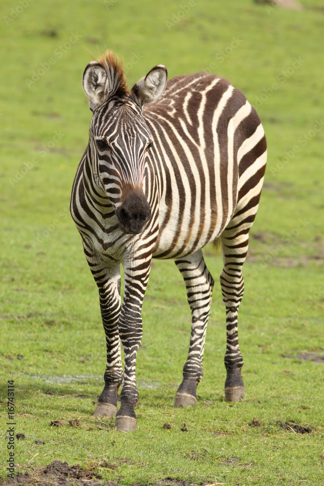 Zebra Zebra