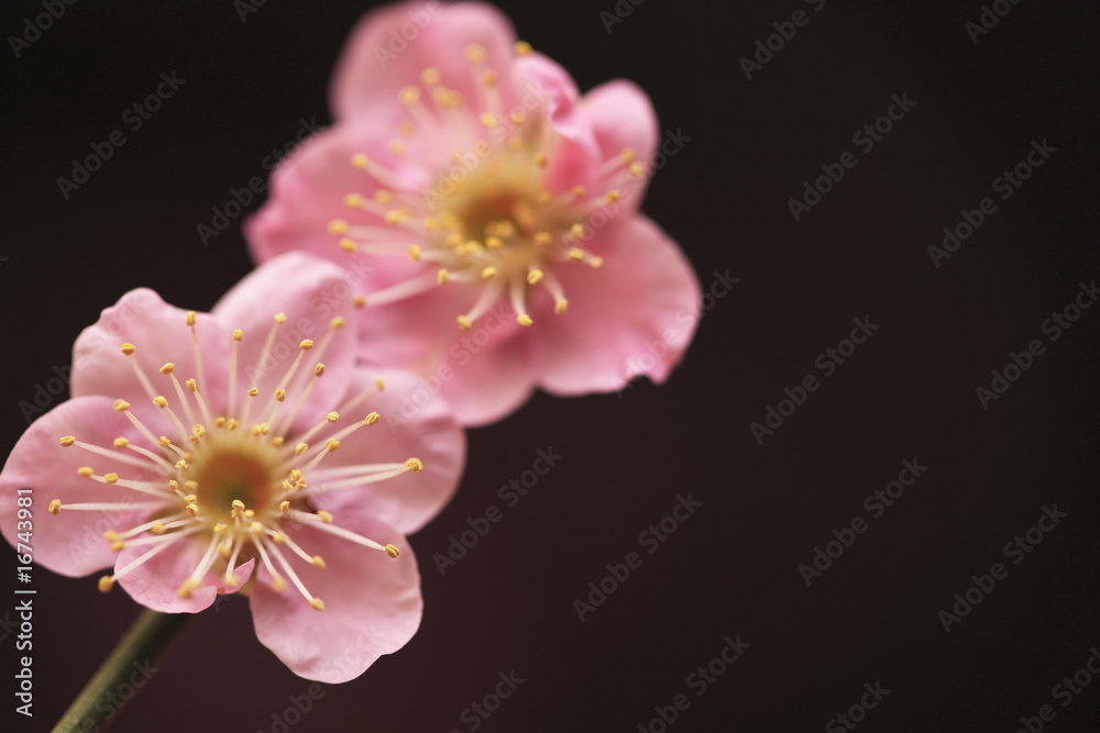 Fototapeta premium 梅