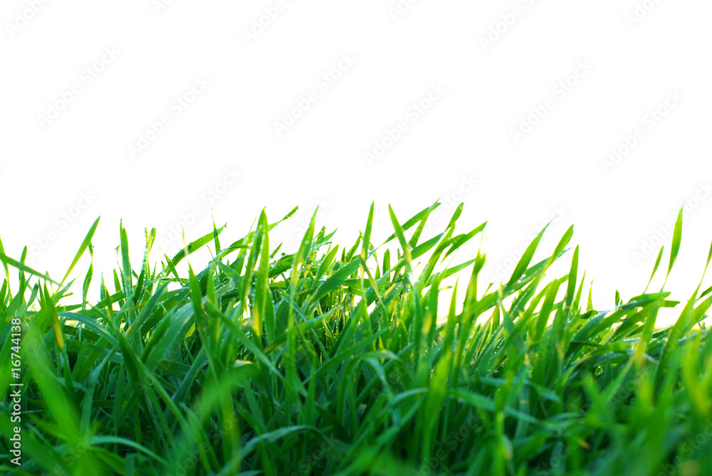 Fototapeta premium green lawn