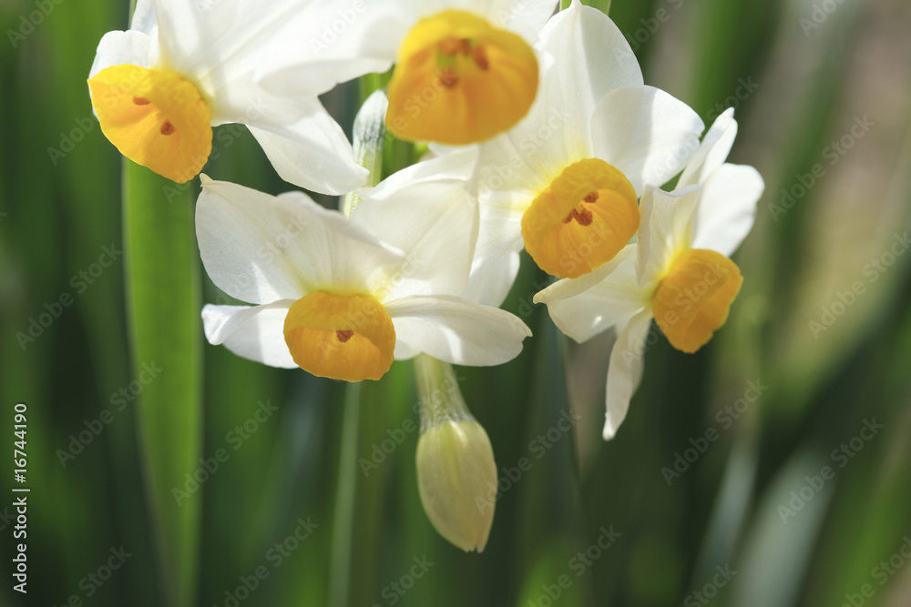 白水仙 Images Browse 40 Stock Photos Vectors And Video Adobe Stock 白水仙 Images Browse 40 Stock Photos Vectors And Video Adobe Stock