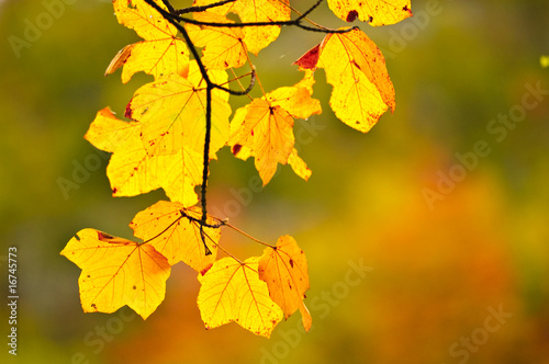 leaf in autumn colour