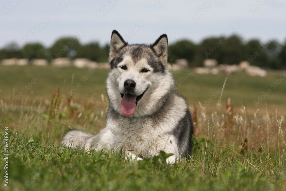 alaskan malamute allongé dans les champs. joyeux et seul alaskan malamute allongé dans les champs. joyeux et seul