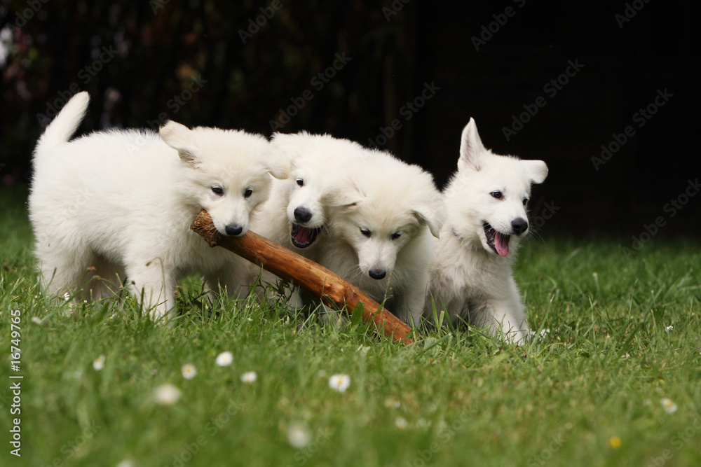 plusieurs chiots berger blanc suisse jouant avec un baton plusieurs chiots berger blanc suisse jouant avec un baton