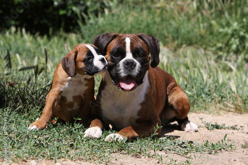 Obraz na płótnie adorable chiot boxer assis aux côtés de sa mère - tendresse w salonie