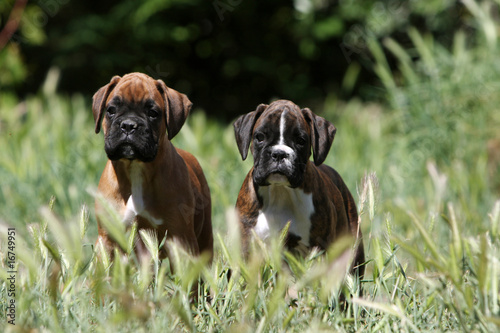 deux chiots boxer immobile de face à la campagne © Dogs