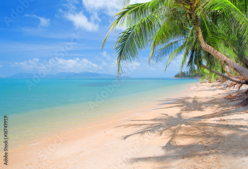 beach with coconut palm and sea © Alexander Ozerov