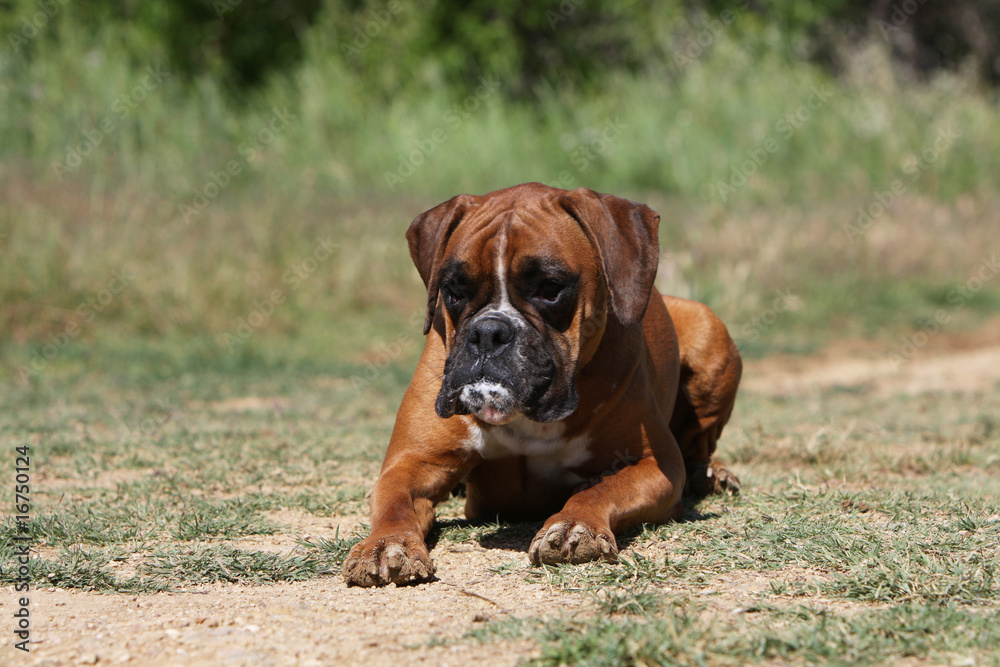 boxer adulte couché de face sur ses pattes à la campagne boxer adulte couché de face sur ses pattes à la campagne