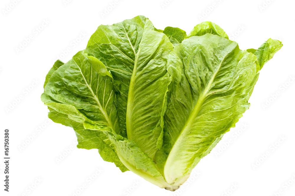 Lettuce. Lettuce.