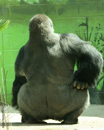 A Big Silver Back Gorilla in a Huff