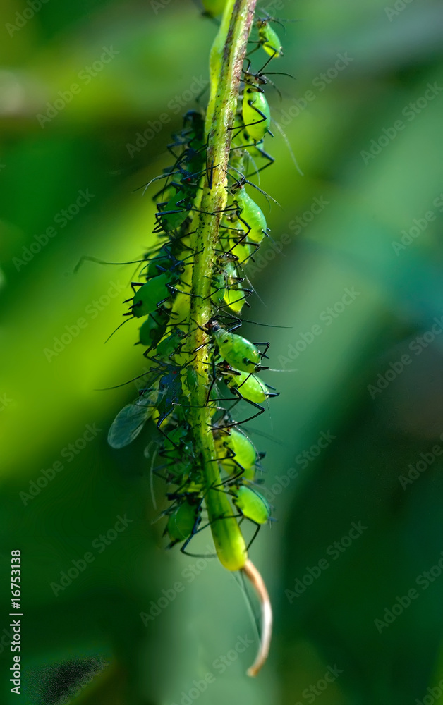 Naklejka premium blattlaus