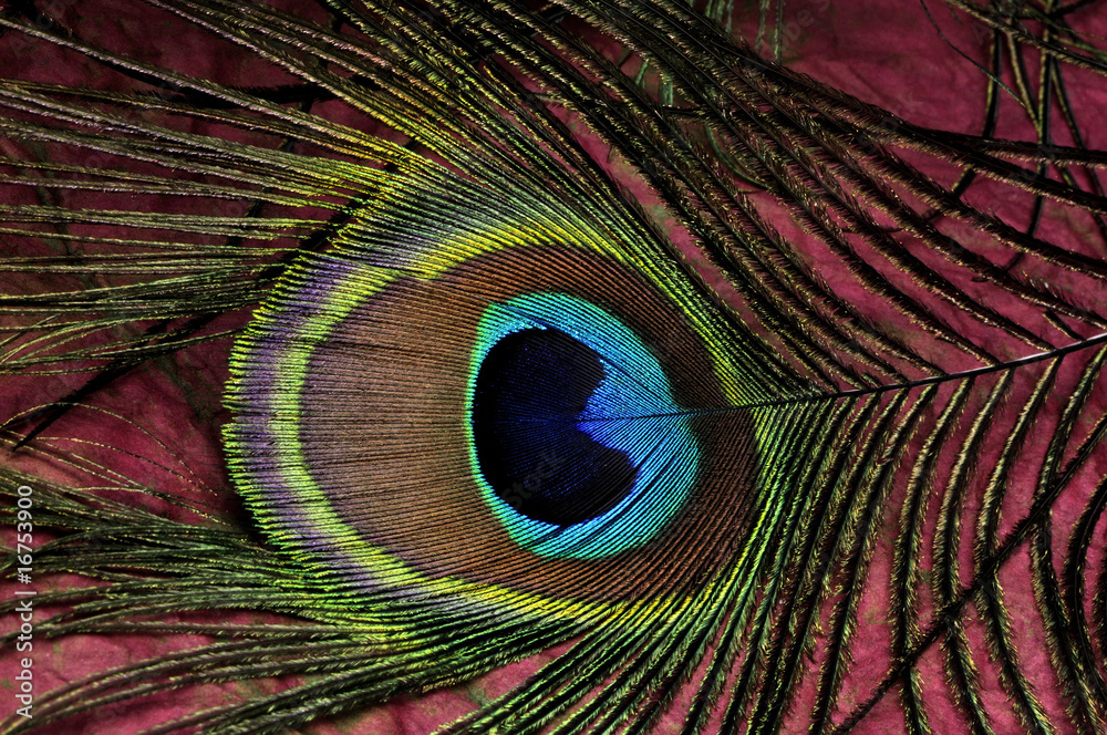 Obraz premium one peacock plume