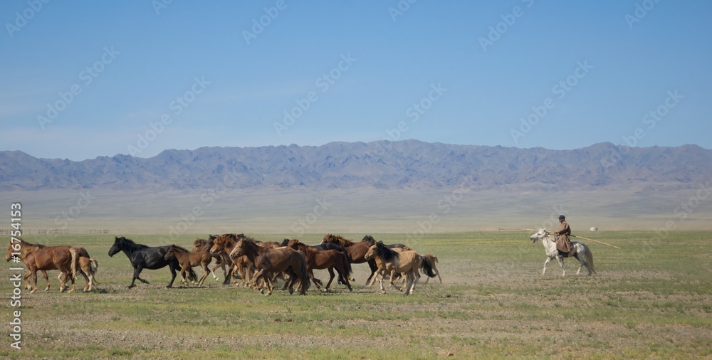 Rounding up the Horses