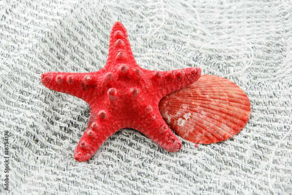 Colored Seashell (Starfish and Scallop) on a Fishing Net Colored Seashell (Starfish and Scallop) on a Fishing Net
