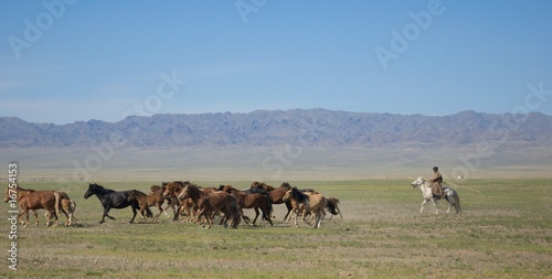 Rounding up the Horses