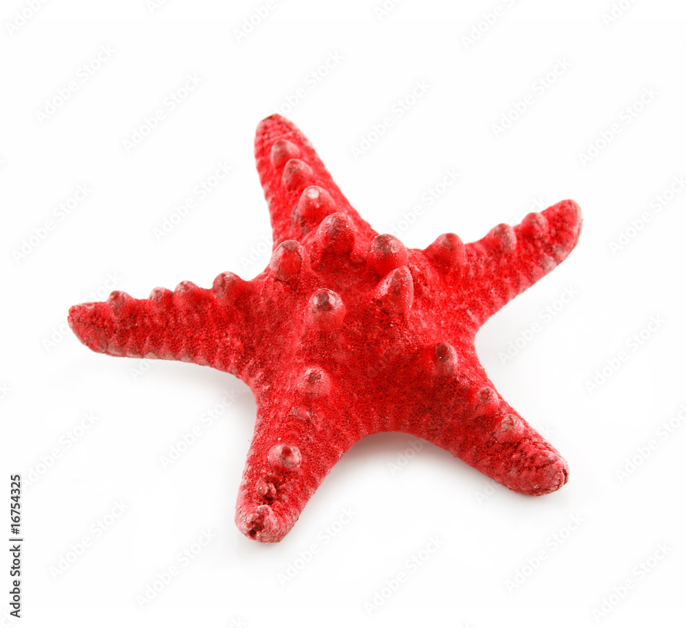 Red Starfish Isolated on a White Red Starfish Isolated on a White
