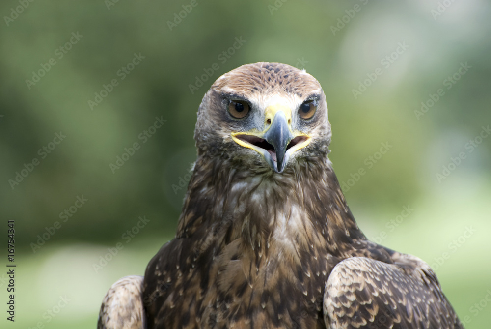 Golden eagle portrait Golden eagle portrait