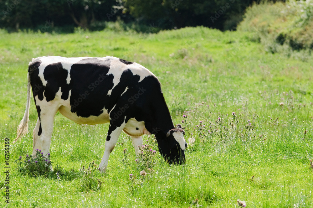 Dairy Cow Dairy Cow