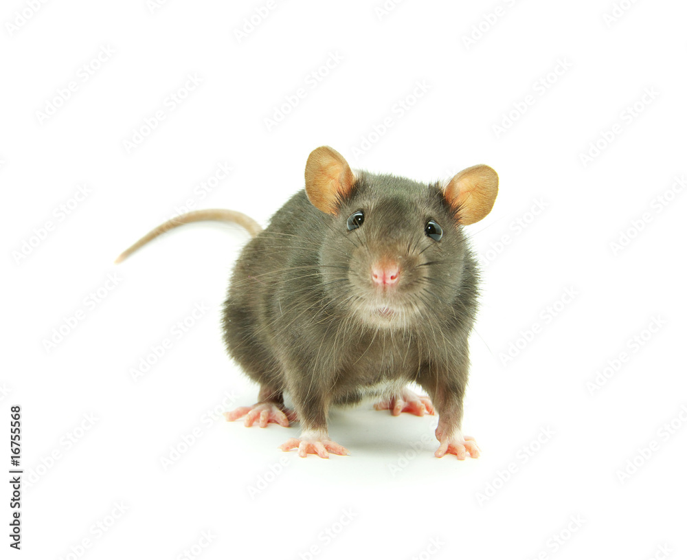 rat rat