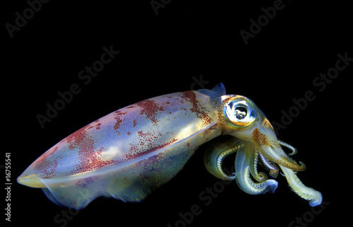 Squid photo