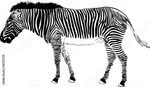 vector - zebra isolated on background