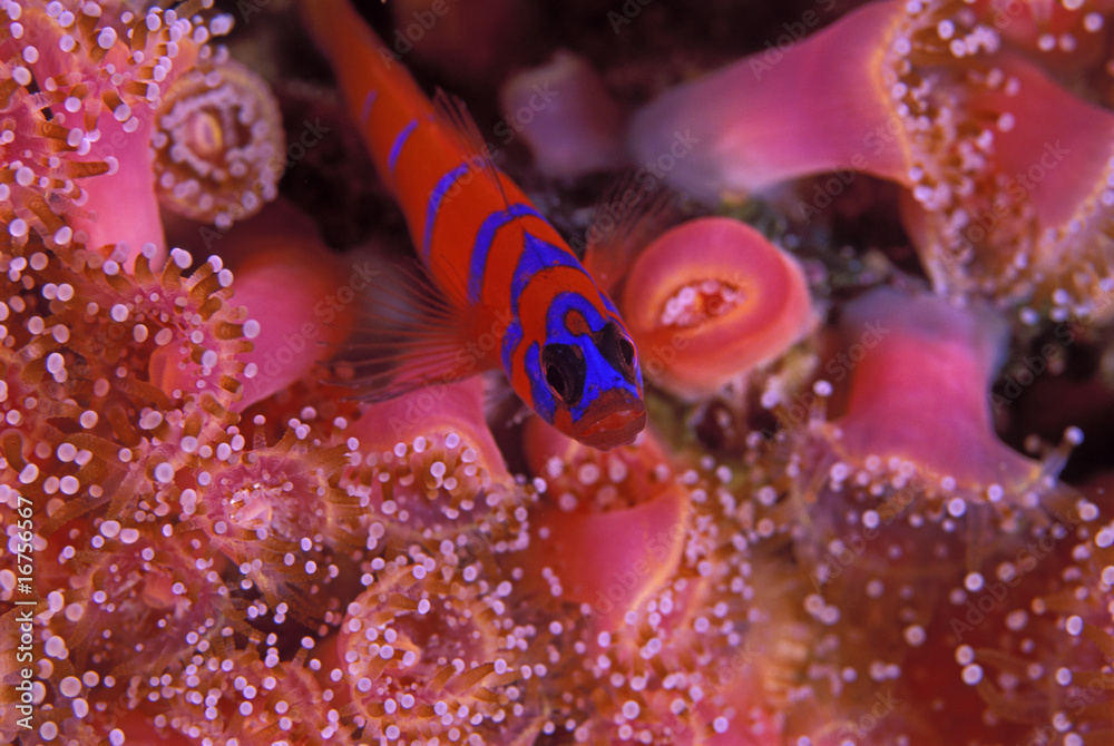 Fototapeta premium Blue barred goby on strawbery anemones