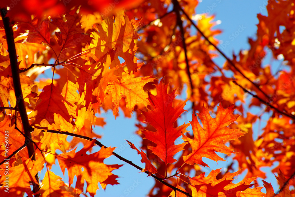 autumn leaves autumn leaves