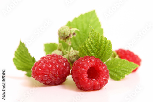 himbeeren garten