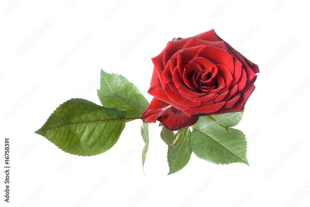 Fototapeta premium rose