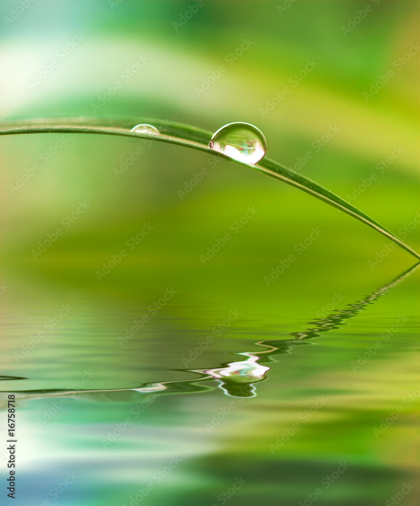 Water drops on plant leaf Water drops on plant leaf